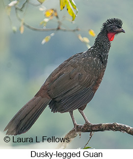 Dusky-legged Guan - © Laura L Fellows and Exotic Birding LLC