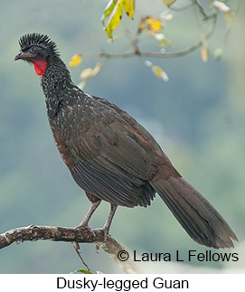 Dusky-legged Guan - © Laura L Fellows and Exotic Birding LLC