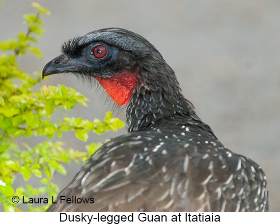 Dusky-legged Guan - © James F Wittenberger and Exotic Birding LLC