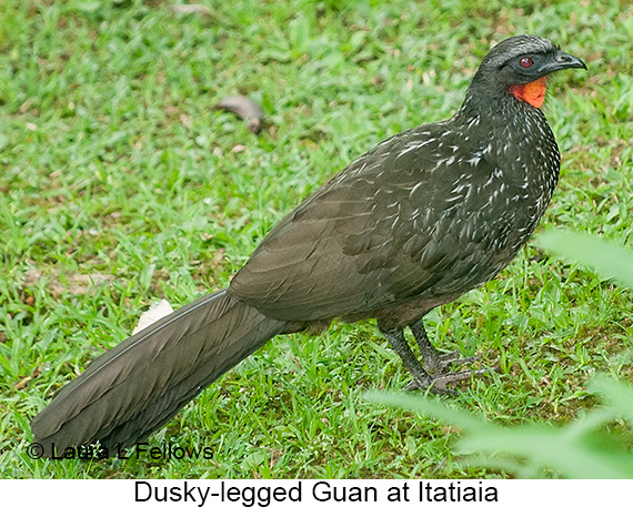 Dusky-legged Guan - © James F Wittenberger and Exotic Birding LLC