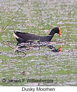 Dusky Moorhen - &copy; James F Wittenberger and Exotic Birding LLC