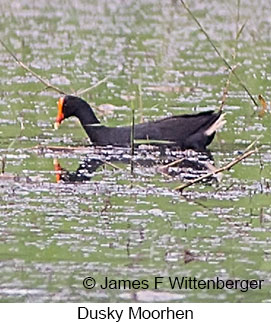 Dusky Moorhen - © James F Wittenberger and Exotic Birding LLC