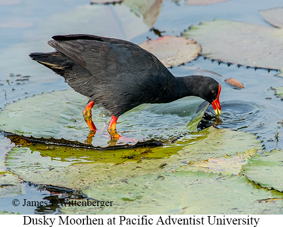 Dusky Moorhen - © James F Wittenberger and Exotic Birding LLC