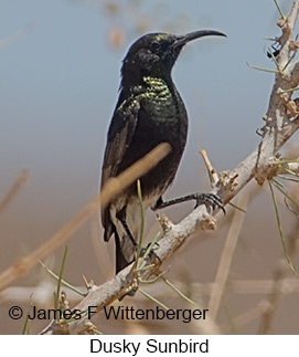 Dusky Sunbird - © James F Wittenberger and Exotic Birding LLC