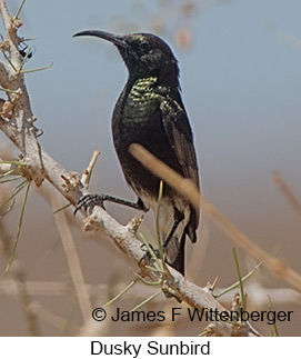 Dusky Sunbird - © James F Wittenberger and Exotic Birding LLC Dusky Sunbird - © James F Wittenberger and Exotic Birding LLC