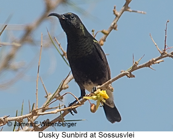 Dusky Sunbird - © James F Wittenberger and Exotic Birding LLC Dusky Sunbird - © James F Wittenberger and Exotic Birding LLC