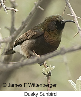 Dusky Sunbird - © James F Wittenberger and Exotic Birding LLC Dusky Sunbird - © James F Wittenberger and Exotic Birding LLC
