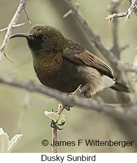Dusky Sunbird - © James F Wittenberger and Exotic Birding LLC