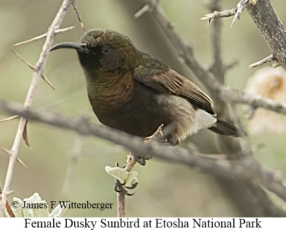 Female Dusky Sunbird - &copy; James F Wittenberger and Exotic Birding LLC