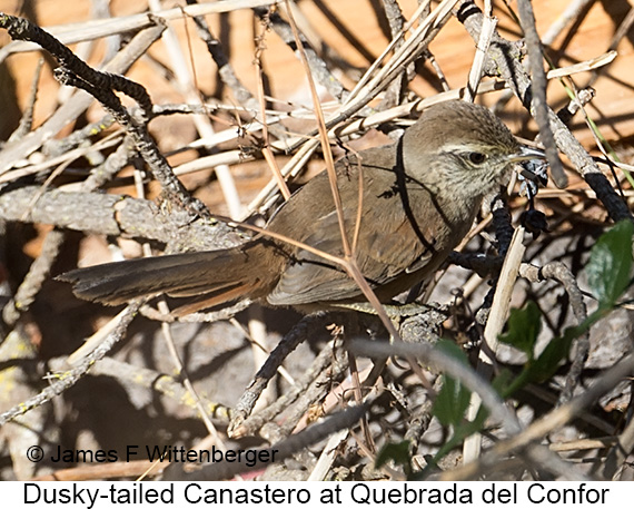 Dusky-tailed Canastero - © James F Wittenberger and Exotic Birding LLC Dusky-tailed Canastero - © James F Wittenberger and Exotic Birding LLC