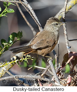 Dusky-tailed Canastero - © James F Wittenberger and Exotic Birding LLC Dusky-tailed Canastero - © James F Wittenberger and Exotic Birding LLC