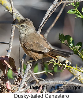 Dusky-tailed Canastero - © James F Wittenberger and Exotic Birding LLC