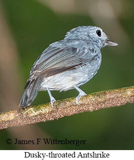 Dusky-throated Antshrike - © James F Wittenberger and Exotic Birding LLC