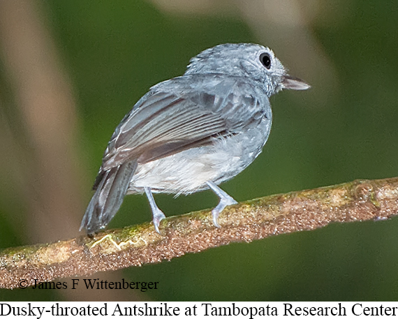 Dusky-throated Antshrike - © James F Wittenberger and Exotic Birding LLC