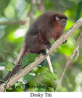 Dusky Titi - © James F Wittenberger and Exotic Birding LLC