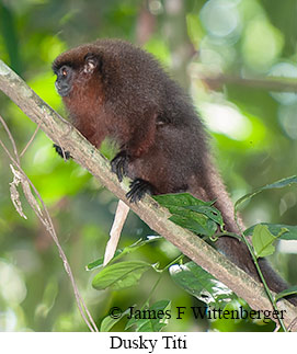 Dusky Titi - © James F Wittenberger and Exotic Birding LLC Dusky Titi - © James F Wittenberger and Exotic Birding LLC