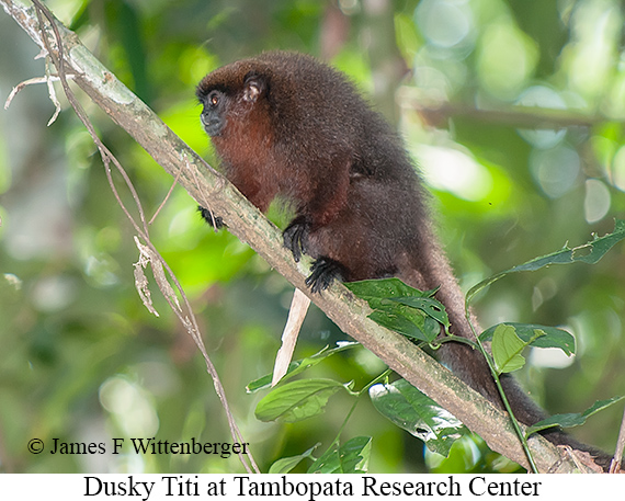 Dusky Titi - © James F Wittenberger and Exotic Birding LLC