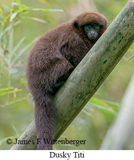Dusky Titi - © James F Wittenberger and Exotic Birding LLC Dusky Titi - © James F Wittenberger and Exotic Birding LLC