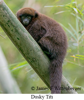 Dusky Titi - © James F Wittenberger and Exotic Birding LLC