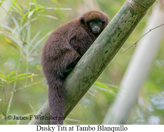 Dusky Titi - © James F Wittenberger and Exotic Birding LLC