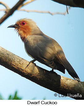 Dwarf Cuckoo - © Luis Eduardo Urueña - Presented by Exotic Birding tours