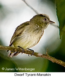 Dwarf Tyrant-Manakin - © James F Wittenberger and Exotic Birding LLC