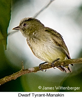 Dwarf Tyrant-Manakin - © James F Wittenberger and Exotic Birding LLC