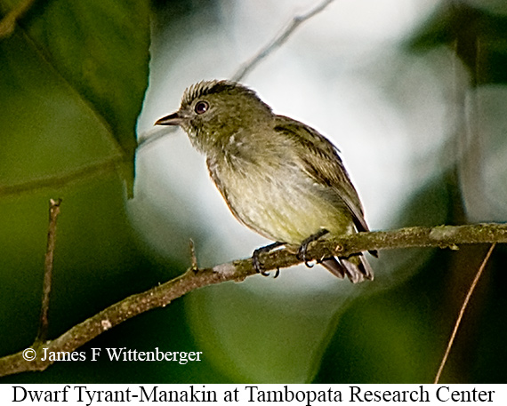 Dwarf Tyrant-Manakin - &copy; James F Wittenberger and Exotic Birding LLC