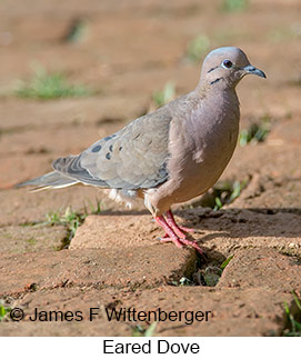 Eared Dove - © James F Wittenberger and Exotic Birding LLC Eared Dove - © James F Wittenberger and Exotic Birding LLC