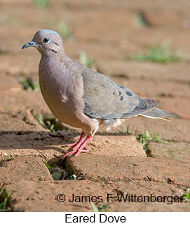 Eared Dove - © James F Wittenberger and Exotic Birding LLC