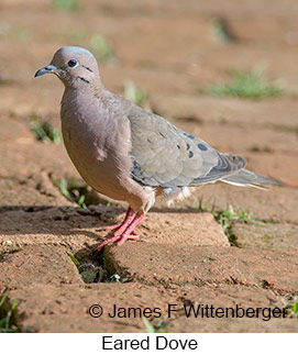 Eared Dove - © James F Wittenberger and Exotic Birding LLC Eared Dove - © James F Wittenberger and Exotic Birding LLC