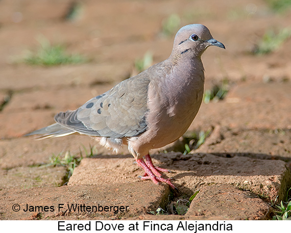 Eared Dove - © James F Wittenberger and Exotic Birding LLC