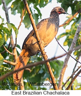 East Brazilian Chachalaca - © James F Wittenberger and Exotic Birding LLC