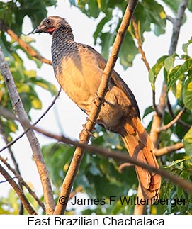 East Brazilian Chachalaca - © James F Wittenberger and Exotic Birding LLC