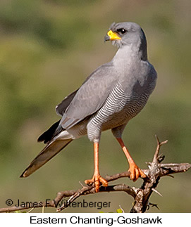 Eastern Chanting-Goshawk - © James F Wittenberger and Exotic Birding LLC Eastern Chanting-Goshawk - © James F Wittenberger and Exotic Birding LLC