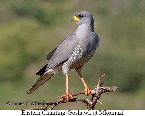 Eastern Chanting-Goshawk - © James F Wittenberger and Exotic Birding LLC