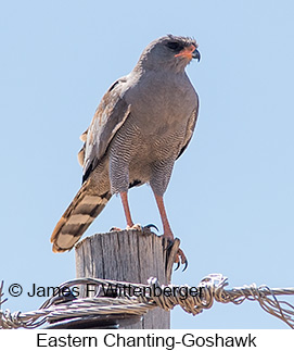 Eastern Chanting-Goshawk - © James F Wittenberger and Exotic Birding LLC Eastern Chanting-Goshawk - © James F Wittenberger and Exotic Birding LLC