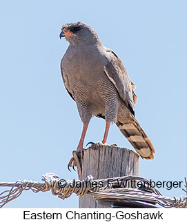 Eastern Chanting-Goshawk - &copy; James F Wittenberger and Exotic Birding LLC