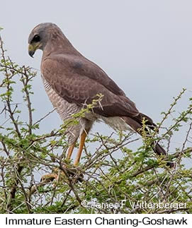 Eastern Chanting-Goshawk - © James F Wittenberger and Exotic Birding LLC Eastern Chanting-Goshawk - © James F Wittenberger and Exotic Birding LLC