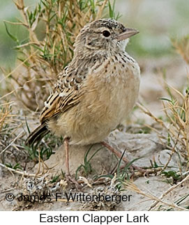 Eastern Clapper Lark - © James F Wittenberger and Exotic Birding LLC