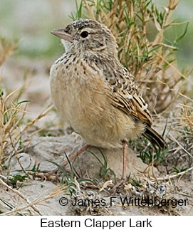 Eastern Clapper Lark - © James F Wittenberger and Exotic Birding LLC