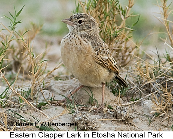 Eastern Clapper Lark - © James F Wittenberger and Exotic Birding LLC