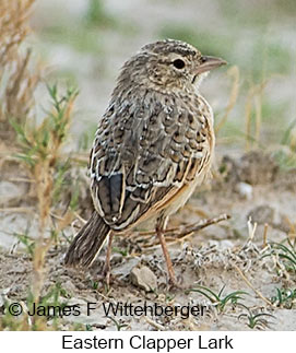 Eastern Clapper Lark - © James F Wittenberger and Exotic Birding LLC