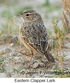 Eastern Clapper Lark - © James F Wittenberger and Exotic Birding LLC