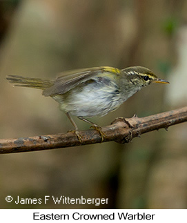 Eastern Crowned Warbler - © James F Wittenberger and Exotic Birding LLC