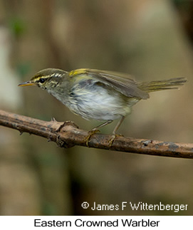 Eastern Crowned Warbler - © James F Wittenberger and Exotic Birding LLC