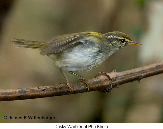 Eastern Crowned Warbler - © James F Wittenberger and Exotic Birding LLC