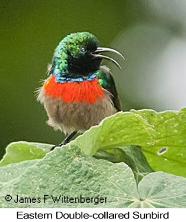 Eastern Double-collared Sunbird - © James F Wittenberger and Exotic Birding LLC