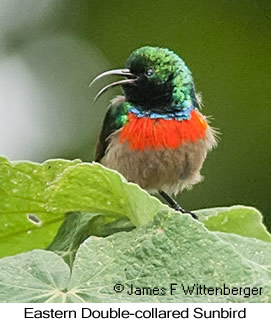 Eastern Double-collared Sunbird - © James F Wittenberger and Exotic Birding LLC
