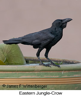Eastern Jungle-Crow - © James F Wittenberger and Exotic Birding LLC